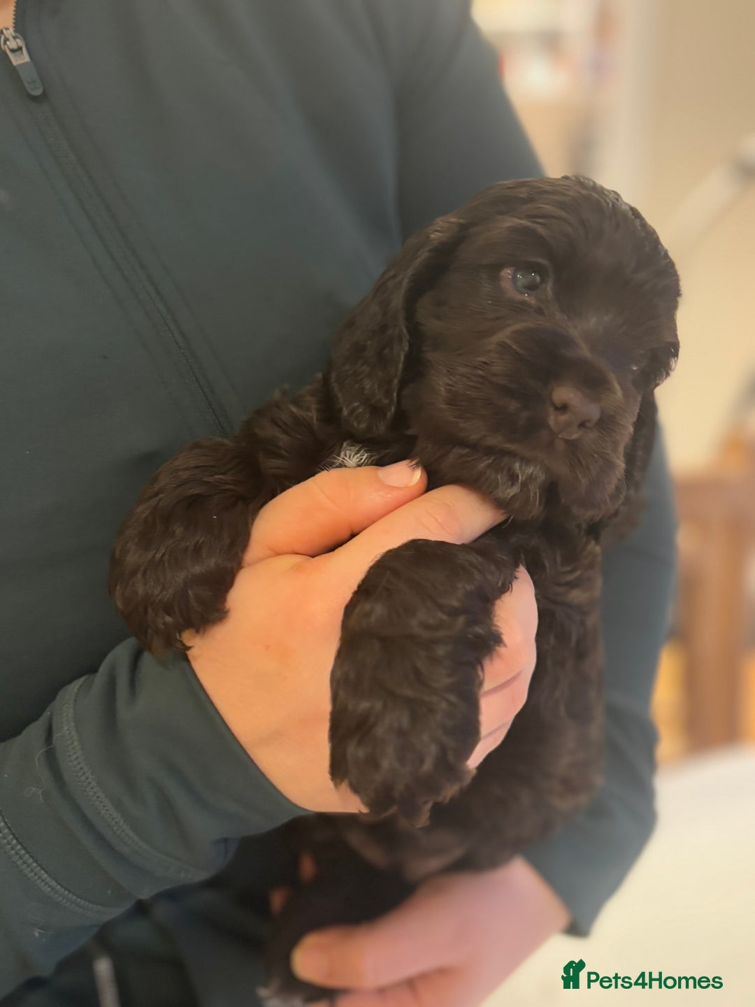 Cocker Spaniel dogs for sale: Show-type KC reg. chocolate cocker spaniel puppy  - Advert 4