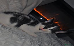 Mixed Breed cats for sale: Savannah Mix Litter🩷 discount if take two. 3 left - Image 15