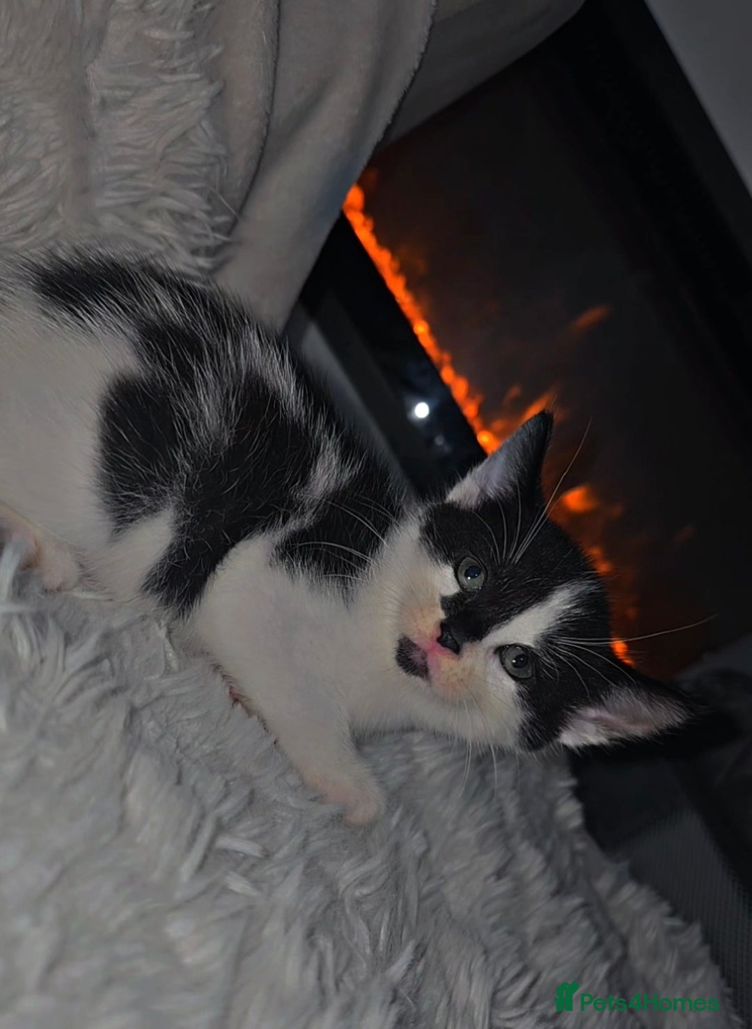 Mixed Breed cats for sale: Savannah Mix Litter🩷 discount if take two. 3 left - Image 15