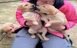 Labrador Retriever dogs for sale: Labrador puppys - Image 2