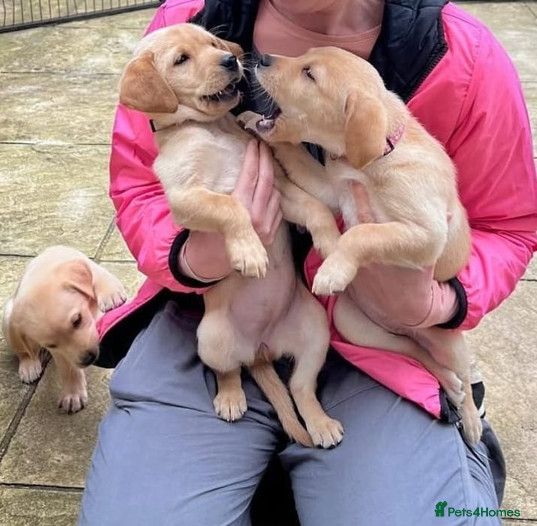 Labrador Retriever dogs for sale: Labrador puppys - Image 2