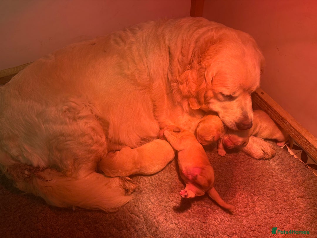 Golden Retriever dogs for sale: Four gorgeous boys available  - Advert 8