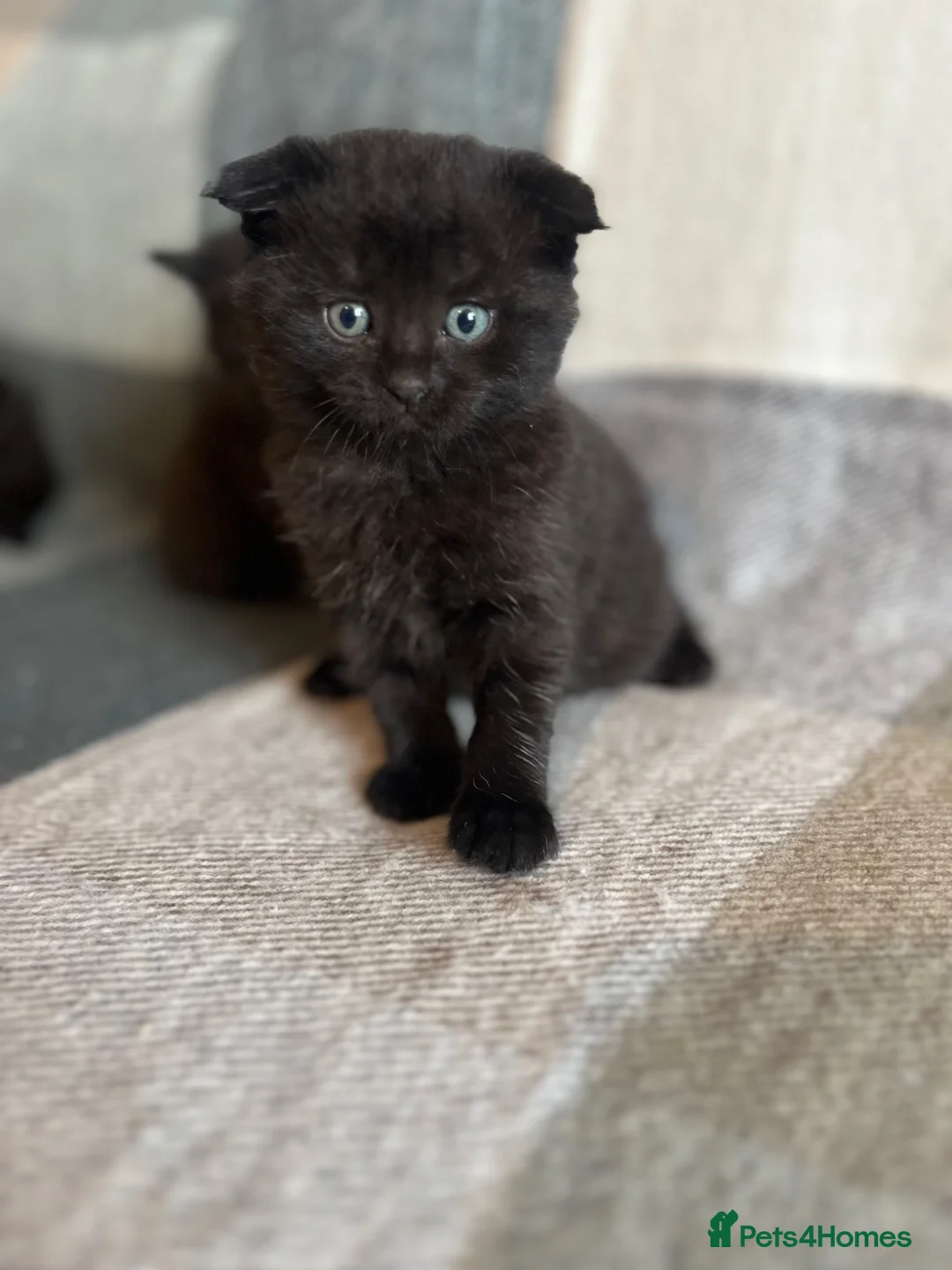 Scottish Fold cats for sale: Adorable Scottish fold kittens  in Loughton - Advert 2