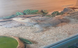 Bearded Dragon reptiles for sale: Bearded Dragon and full set up - Advert 2