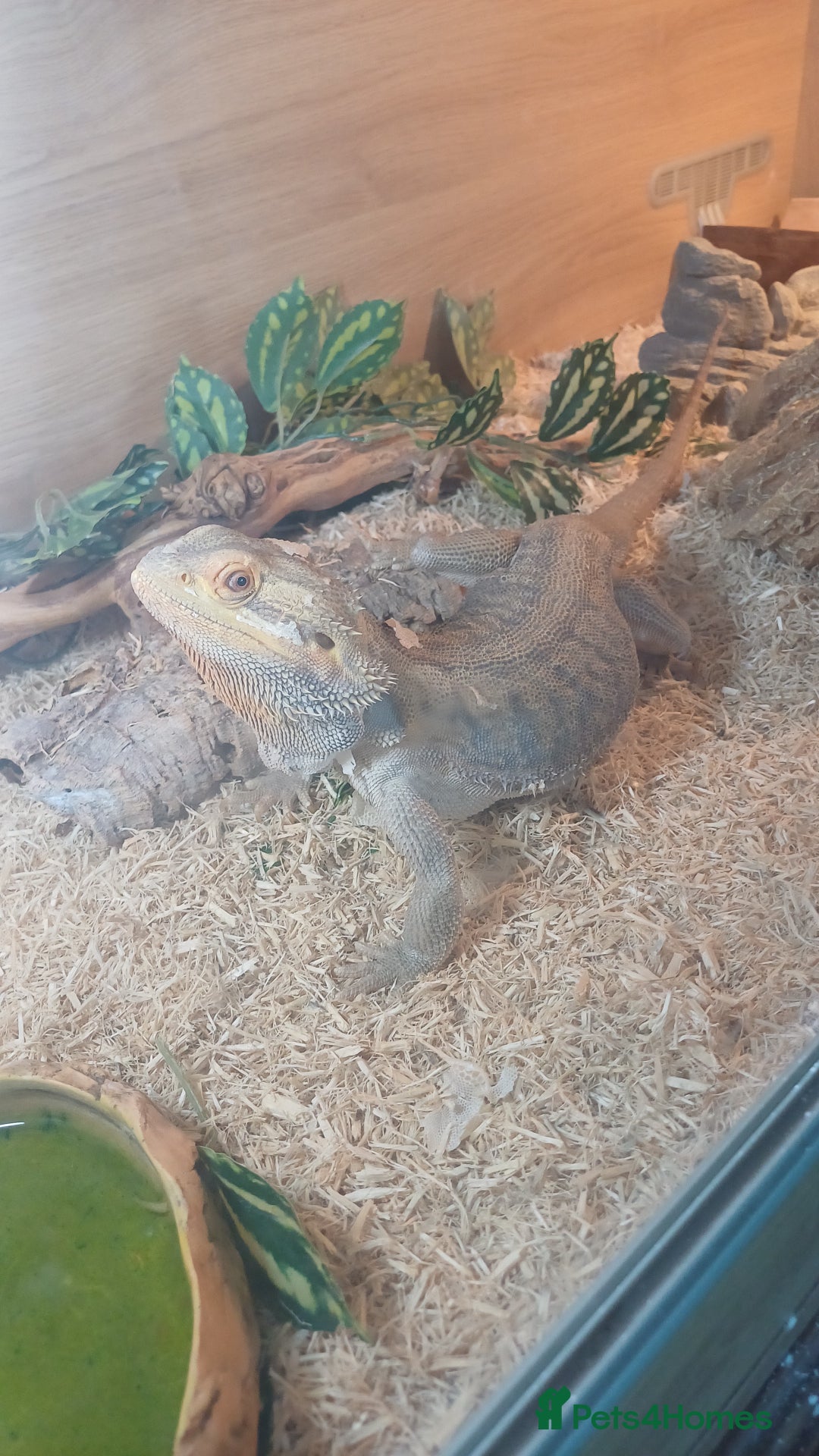 Bearded Dragon reptiles for sale: Bearded Dragon and full set up - Advert 2