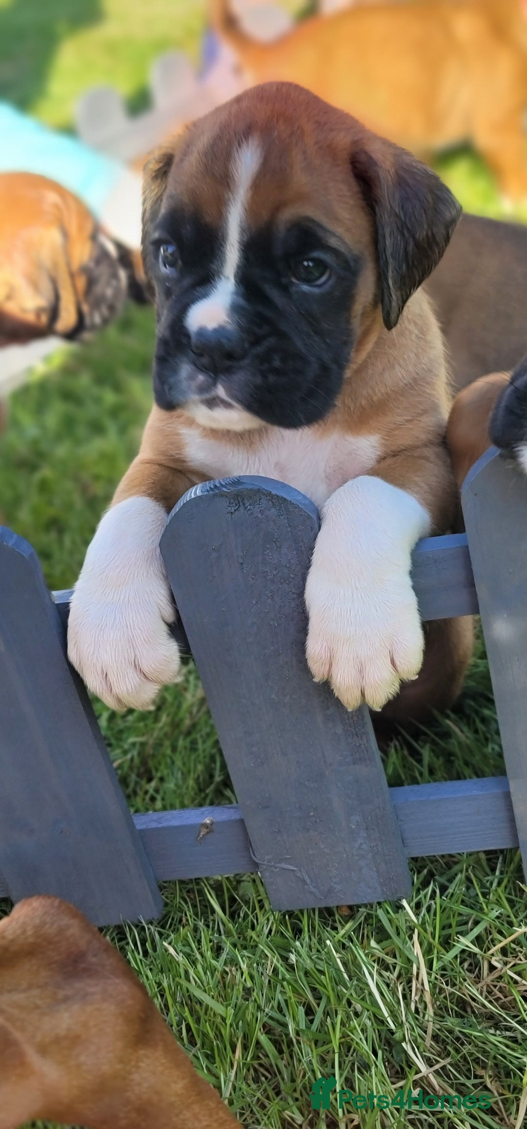 Boxer dogs for sale:   🐾 Champion Bloodline Boxer Puppies🐾 - Image 22