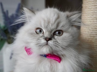 British Shorthair cats 💜Beautiful Longhaired Girl - Advert 15
