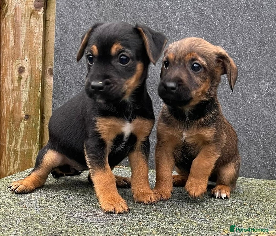 Jack Russell dogs for sale: 🔥Jack Russell Pups Available🔥 - Image 1