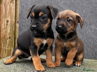 Jack Russell dogs - Advert 2