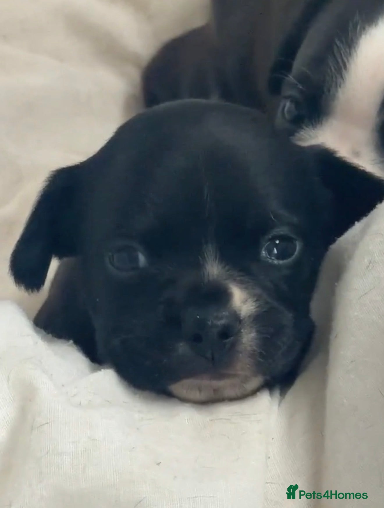 Mixed Breed dogs Beautiful Boston x cocker puppies 2 girls  - Advert 2