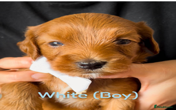 Cavapoo dogs for sale: 🌟Adorable All Red F1bb Cavapoo puppies🌟 - Image 9