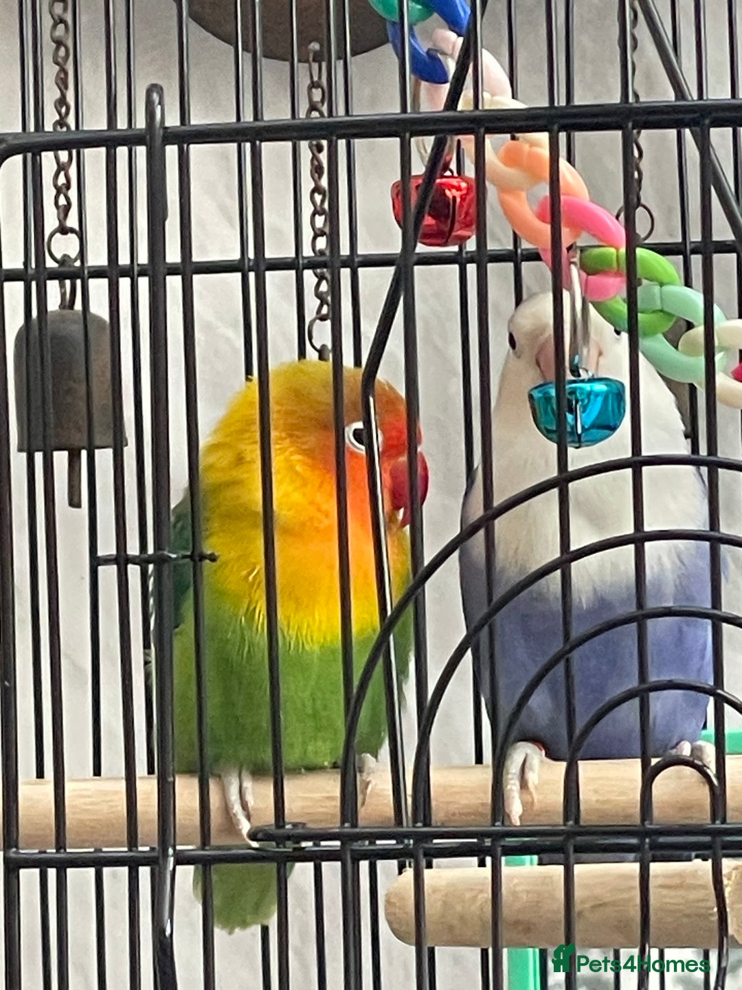 Lovebirds birds for sale: Breeding pair of lovebirds  - Advert 2