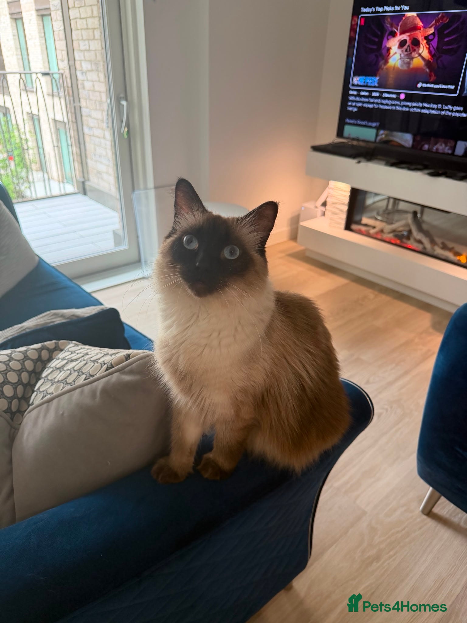 Ragdoll cats for sale: Stunning Pure Ragdoll Kittens ready to go now in London - Advert 7
