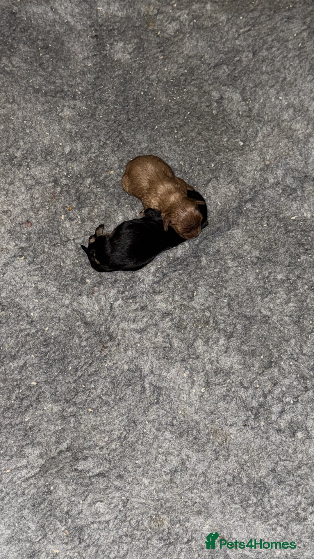 Cavalier King Charles Spaniel dogs for sale: 2 stunning little girls ready next week - Image 16
