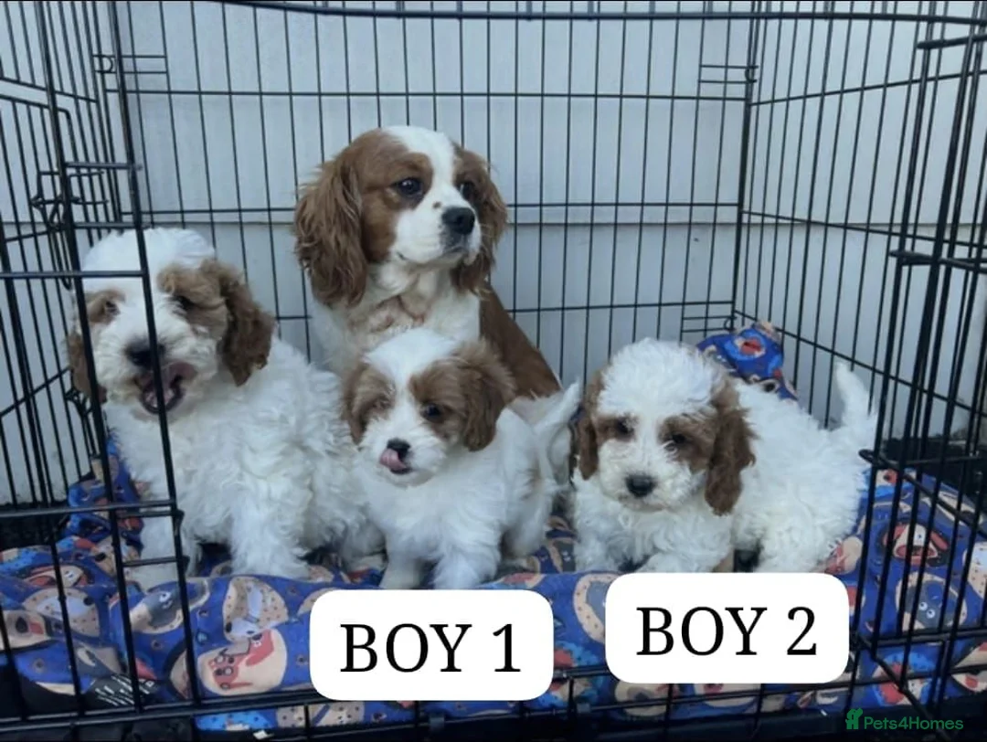 Cavapoo dogs for sale: F1 cavapoo puppies - Advert 1