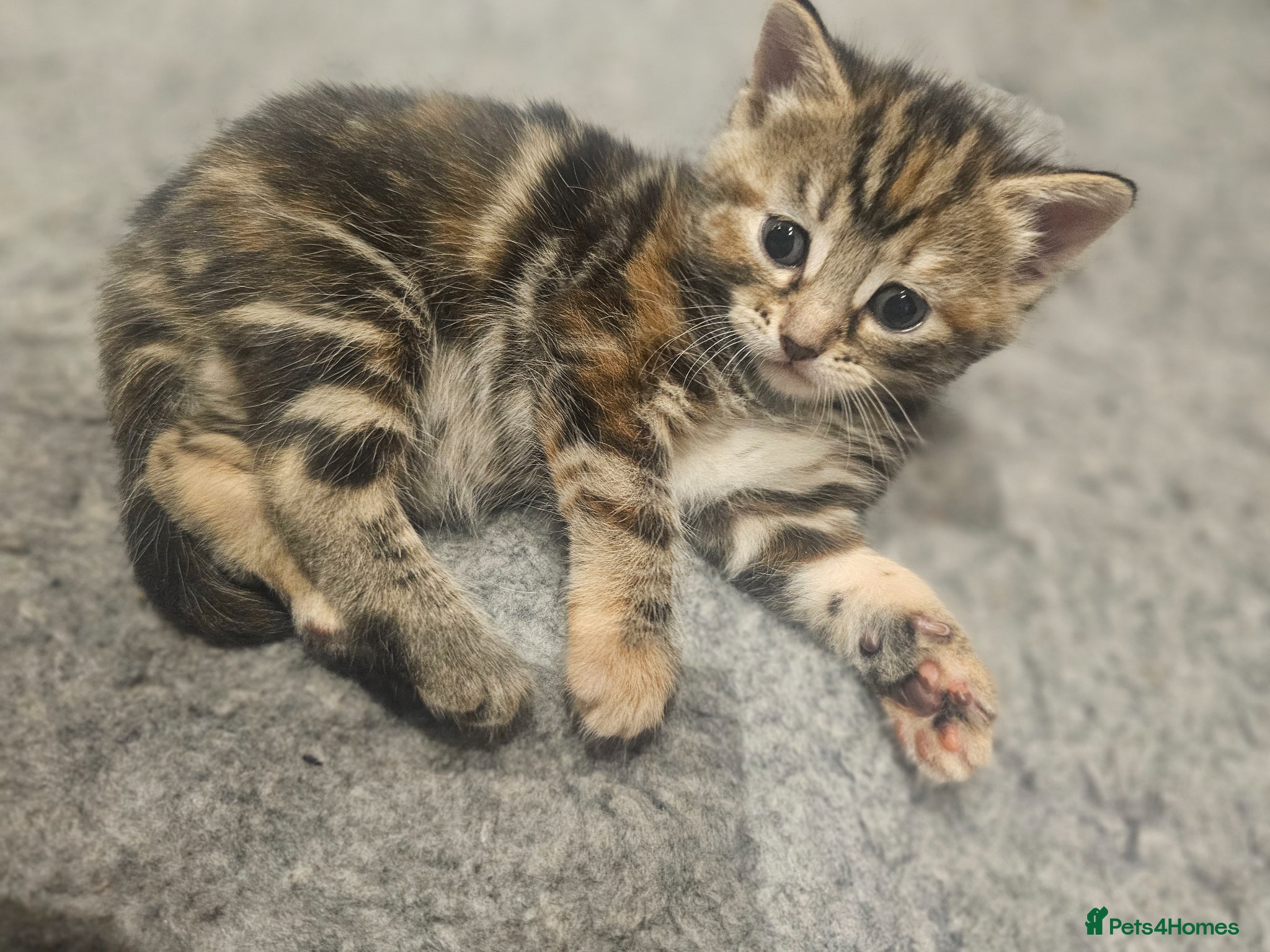 Mixed Breed cats for sale: Stunning Long Haired Kittens, rare colours🐾 💗 - Advert 11