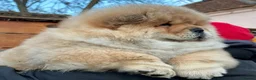 Chow Chow dogs for sale: Kc Registered Chow Chow Pups - Advert 18