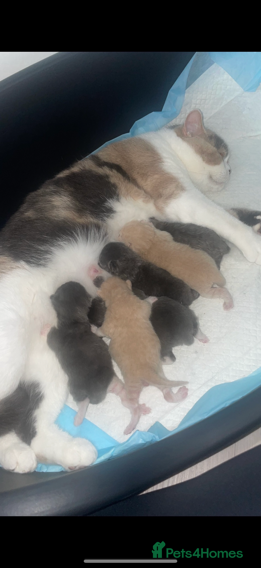 British Shorthair cats for sale: British Shorthair Queen Proven & Show Winning - Image 12