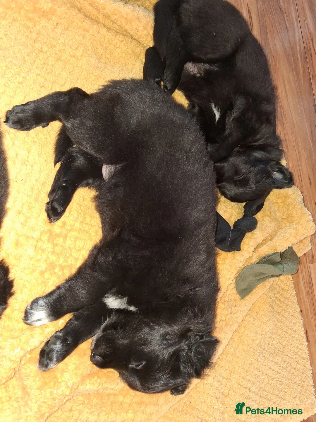 Mixed Breed dogs for sale: Border collie x German Shepherd  in Spennymoor - Advert 17