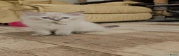 Ragdoll cats for sale: Ragdolls - Advert 9