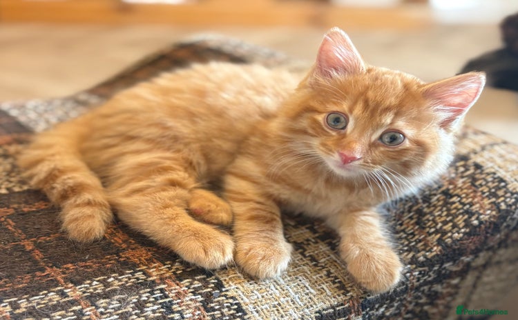 Mixed Breed cats for sale - Advert 1