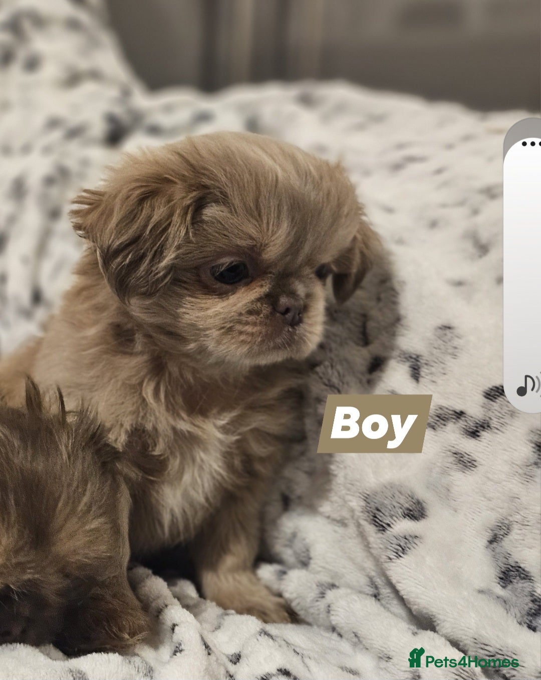 Shih Tzu dogs for sale: Beautiful shih tzu puppies  - Advert 7