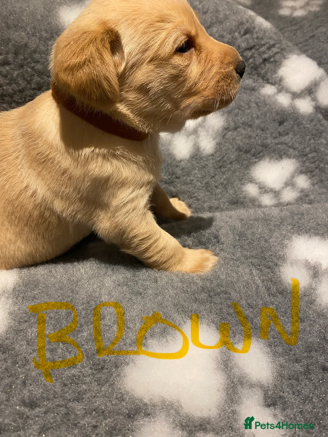 Labrador Retriever dogs for sale: Yellow/Fox Red Labrador puppies - Advert 15