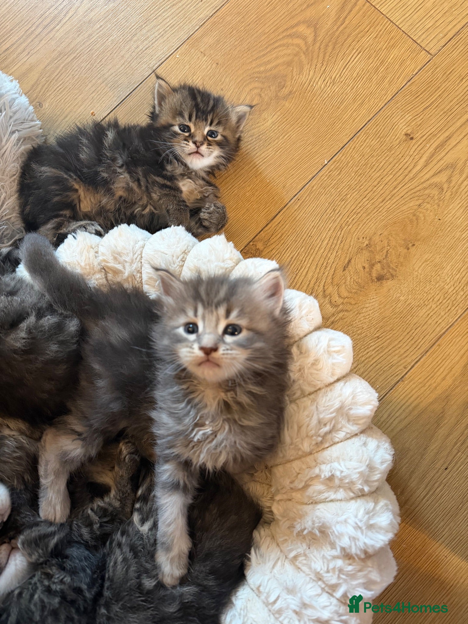 Maine Coon cats Adorable full breed Mainecoon boys ready 28th sep - Advert 14