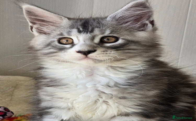 Maine Coon cats - Advert 3