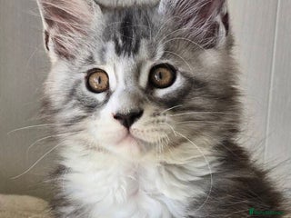 Maine Coon cats - Advert 8