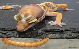 Gecko reptiles for sale: Baby leopard gecko  - Image 4