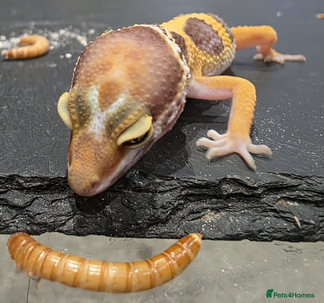 Gecko reptiles for sale: Baby leopard gecko  - Image 4