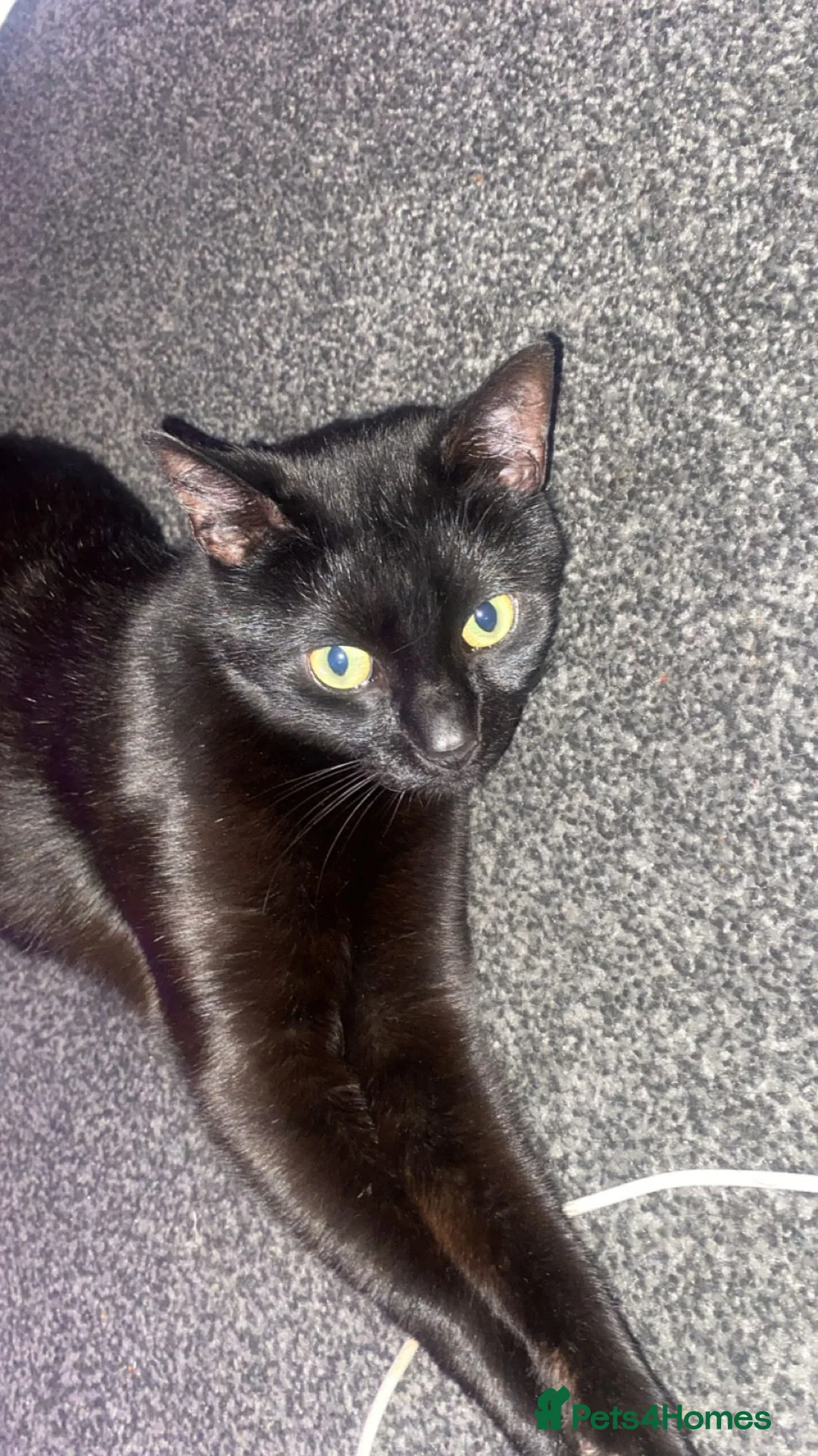 Domestic Shorthair cats for sale: 5yr old male cat  in Walsall - Advert 2
