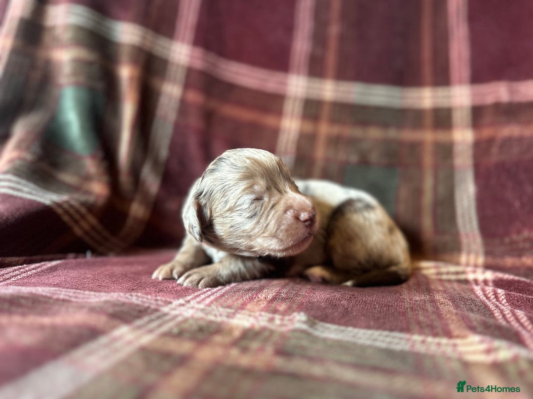 Mixed Breed dogs for sale: Beautiful Cocker X Puppies  - Advert 26