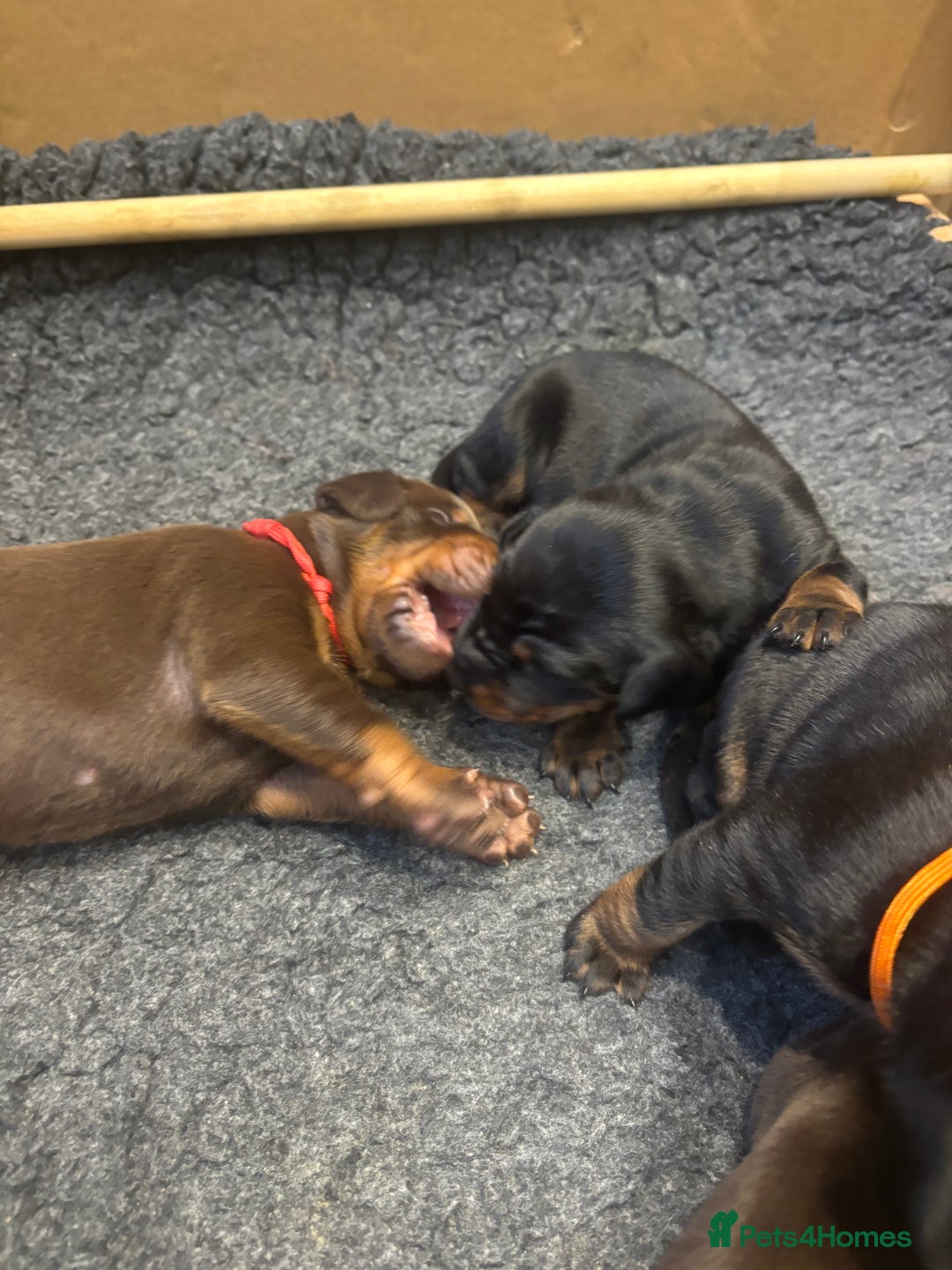 Dobermann dogs for sale: Beautiful chunky Dobermans - Advert 10
