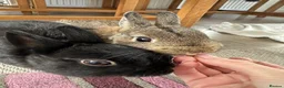 Netherland Dwarf rabbits for sale: 8 month brother and sister urgent rehoming! in London - Advert 3