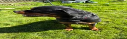 Rottweiler dogs for sale: Male 4 year old Rottweiler  - Advert 7