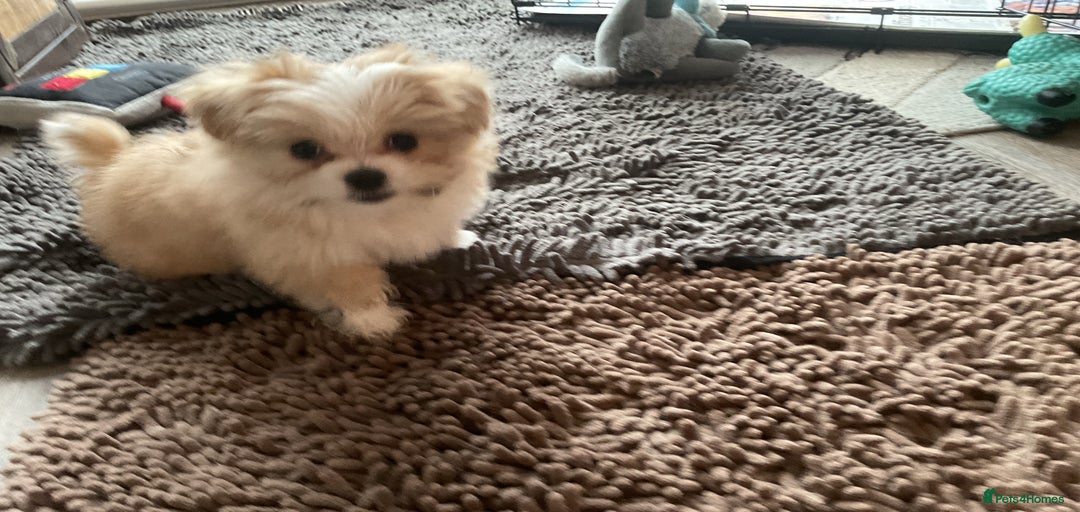 Gallery Image {{count}}