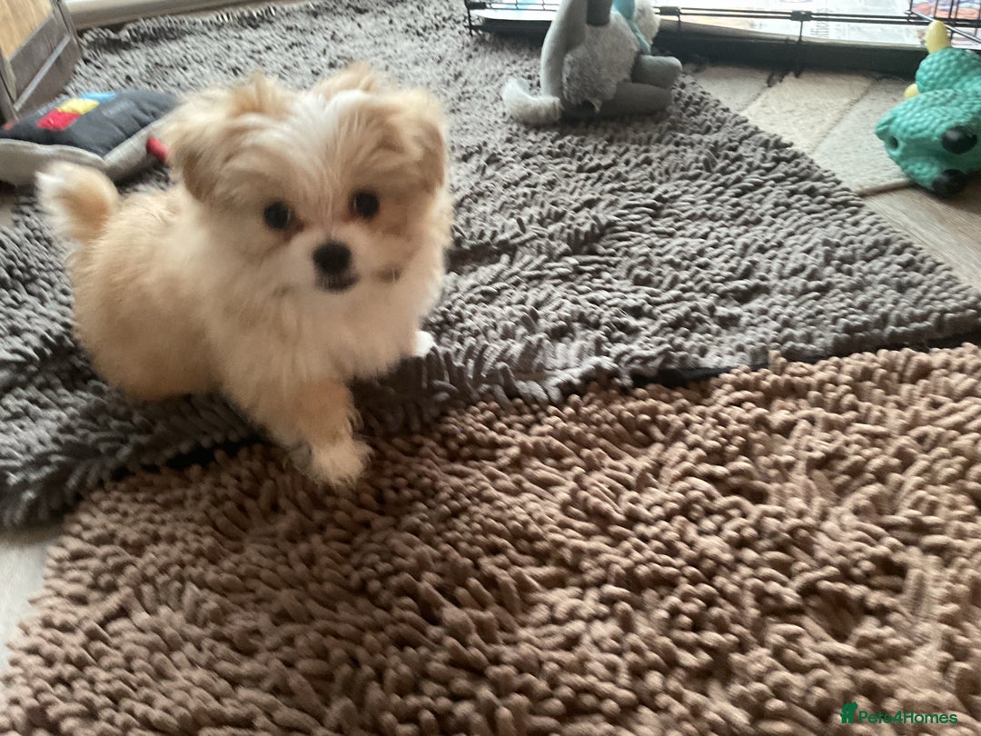 Gallery Image {{count}}