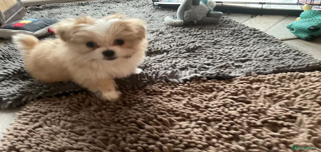 Gallery Image {{count}}