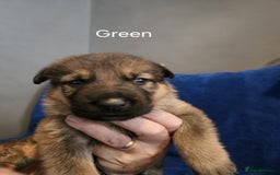 German Shepherd dogs for sale: Stunning German shepherd puppies  - Image 3