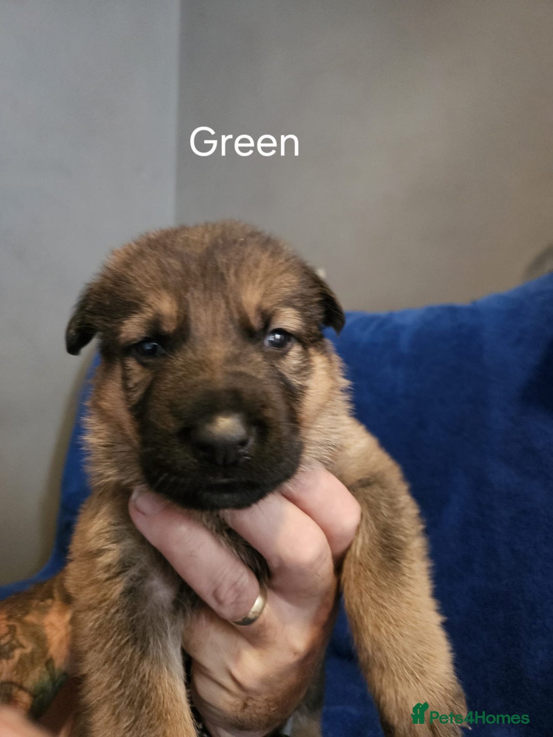 German Shepherd dogs for sale: Stunning German shepherd puppies  - Image 3