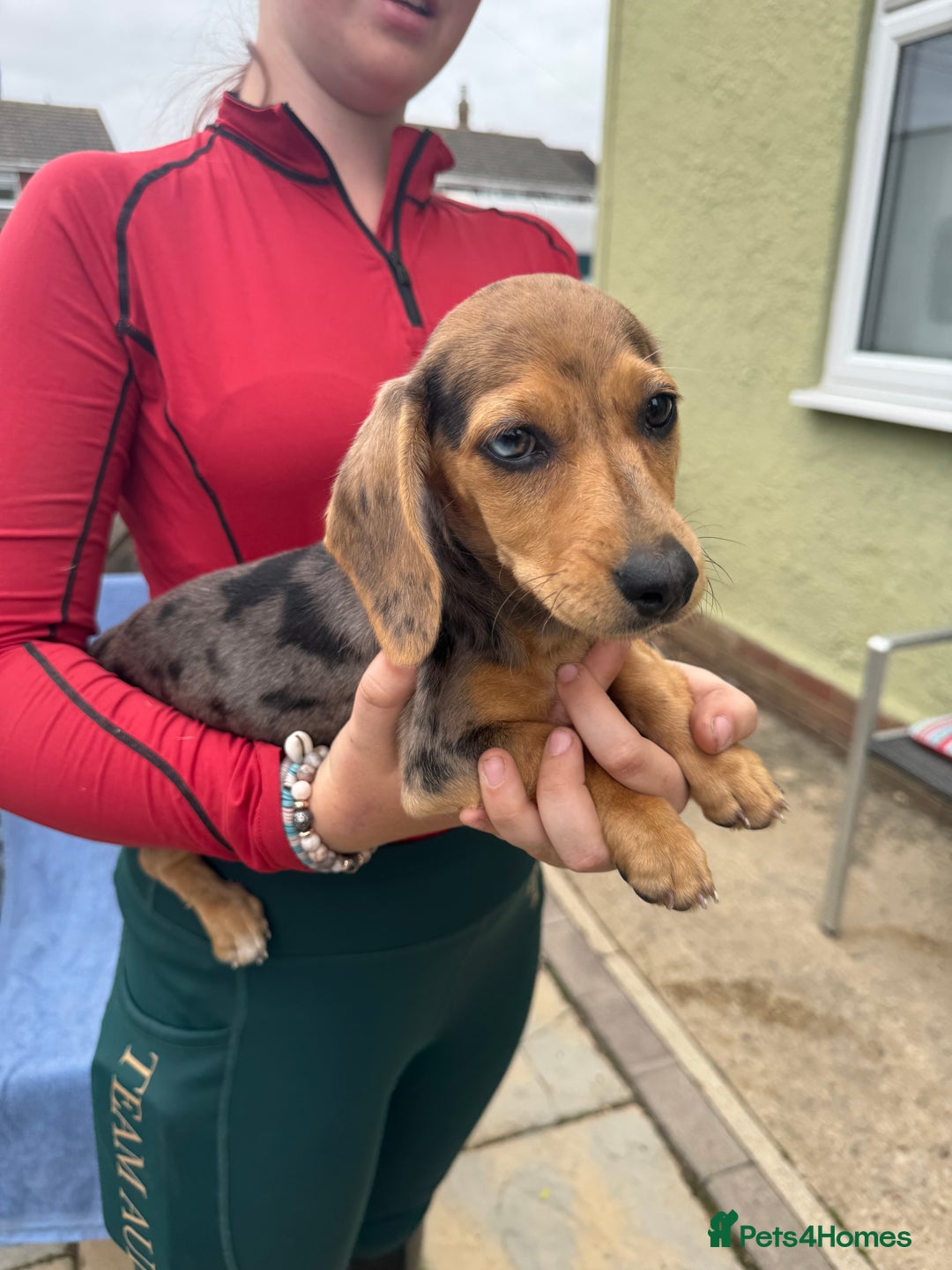 Dachshund dogs for sale: Dapple little girl  - Image 2