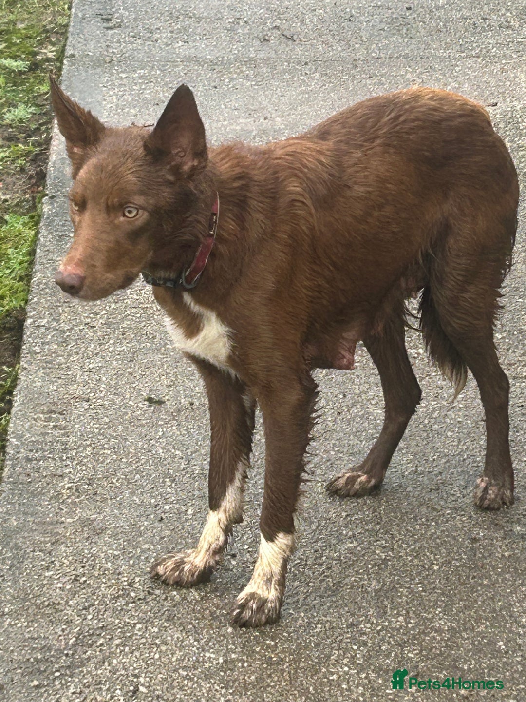 Mixed Breed dogs for sale: 5 Collie x Huntaway pups for sale. - Advert 11