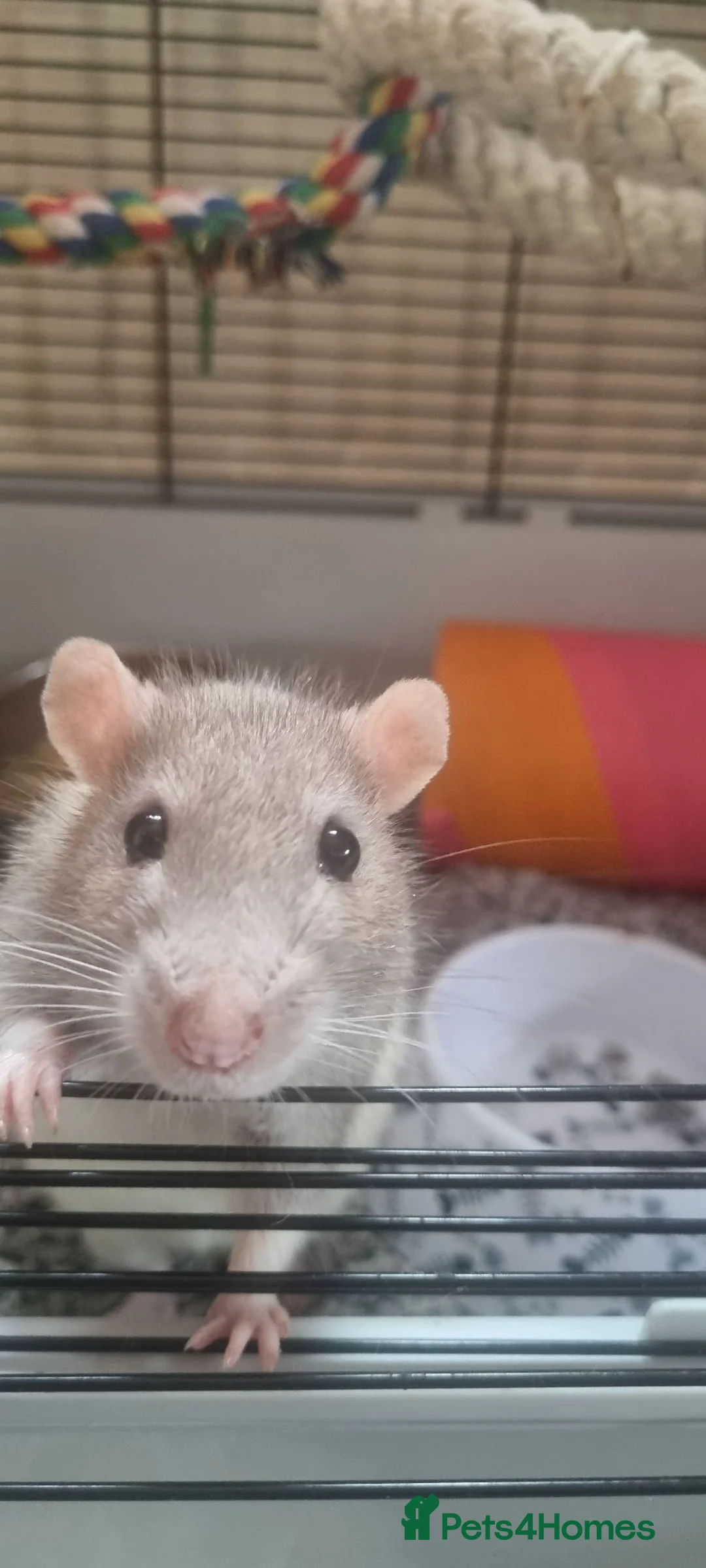 Rat rodents for sale: 2 lovely boys brothers  - Advert 8