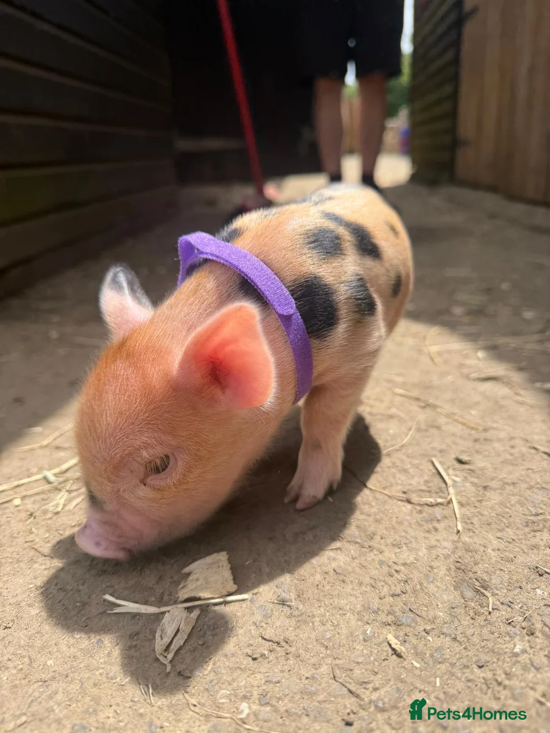 Pig livestock for sale: micro pigs for sale - Advert 1