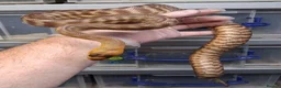 Python Snake reptiles for sale: Woma Python Female  - Advert 5