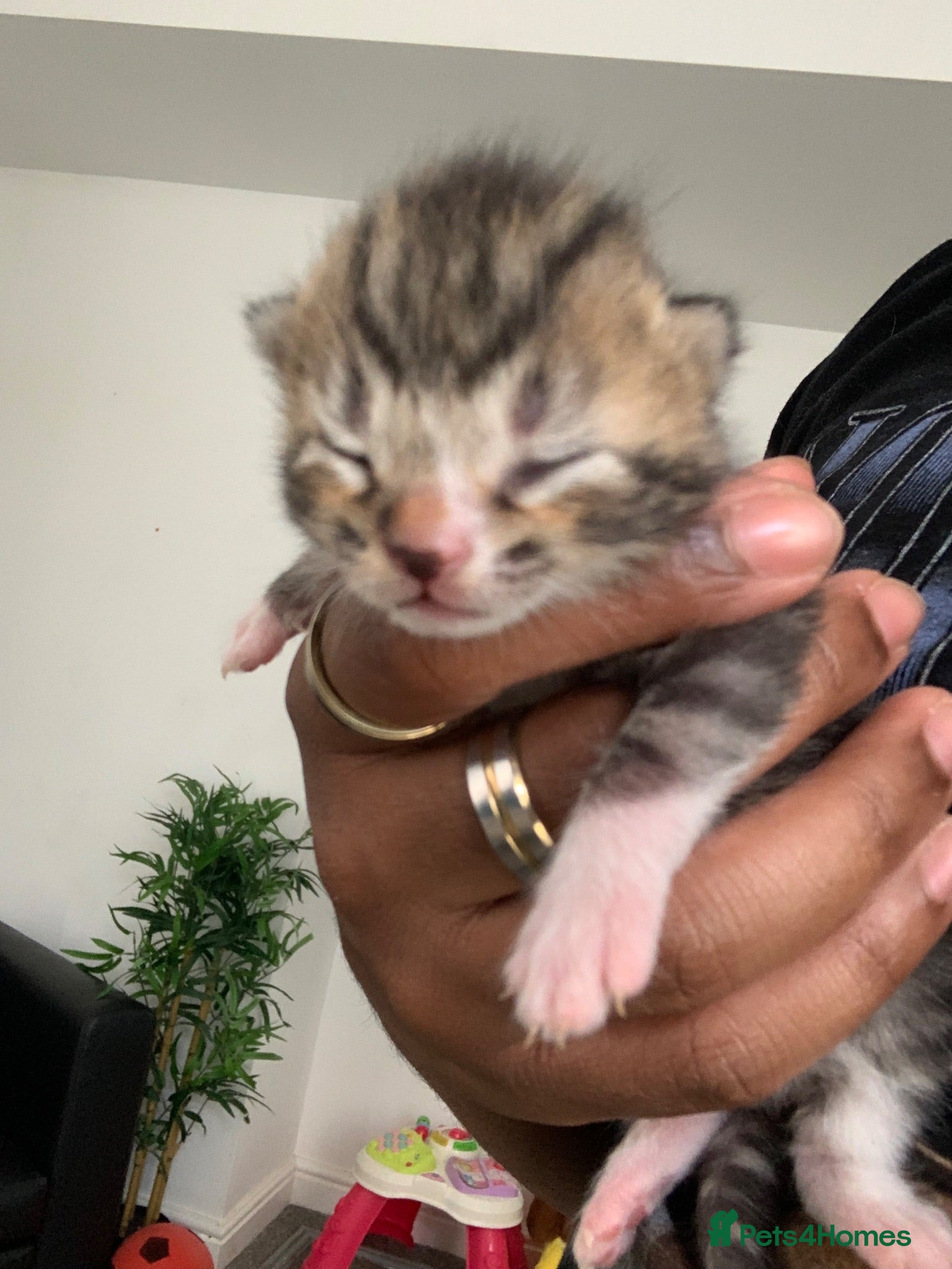 British Shorthair cats British Shorthair Mix Kittens for Reserving - Advert 9