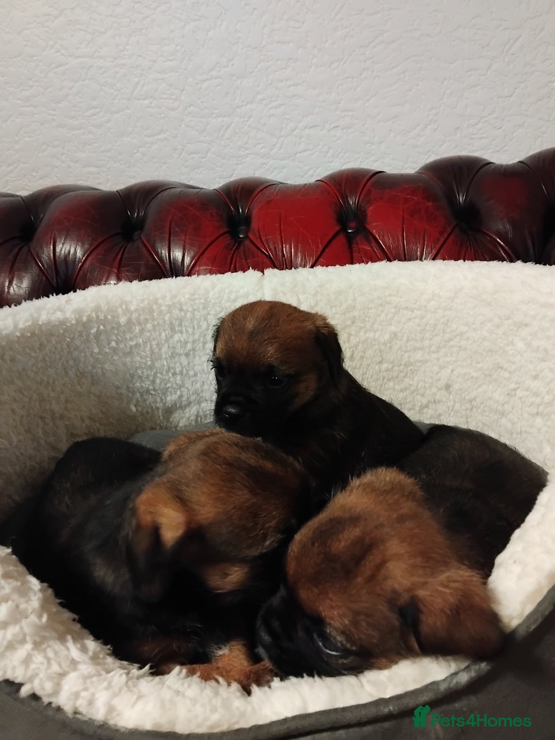 Border Terrier dogs for sale: BORDER TERRIER PUPS KC REG SLEM CLEAR - Image 9