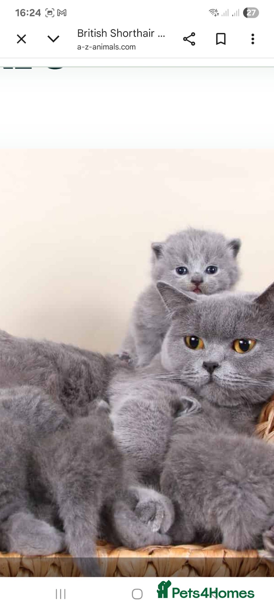 British Shorthair cats British shorthair  - Advert 7